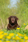 Labrador Retriever Portrait