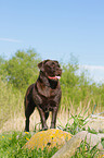 Labrador Retriever