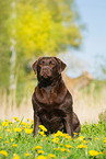 sitting Labrador Retriever