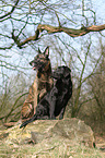 Hollandse Herder and Labrador Retriever