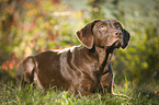 lying Labrador Retriever