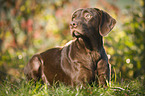 lying Labrador Retriever