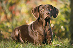 lying Labrador Retriever