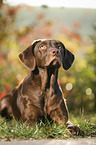 lying Labrador Retriever