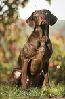 sitting Labrador Retriever