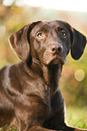 Labrador Retriever Portrait