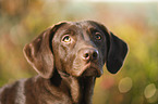 Labrador Retriever Portrait
