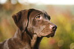 Labrador Retriever Portrait