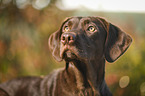 Labrador Retriever Portrait