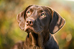 Labrador Retriever Portrait