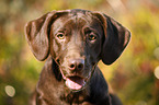 Labrador Retriever Portrait