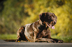 lying Labrador Retriever