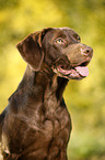 Labrador Retriever Portrait