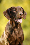 Labrador Retriever Portrait