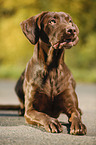 lying Labrador Retriever