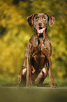 sitting Labrador Retriever