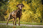 standing Labrador Retriever