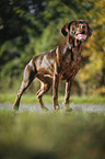 standing Labrador Retriever
