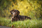 lying Labrador Retriever