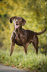 standing Labrador Retriever
