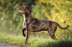 standing Labrador Retriever