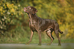 standing Labrador Retriever