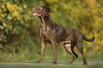 standing Labrador Retriever