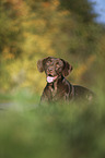 liegender Labrador Retriever