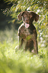 sitting Labrador Retriever