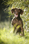 sitting Labrador Retriever