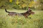 running Labrador Retriever