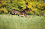 running Labrador Retriever