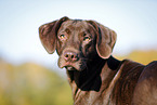 Labrador Retriever Portrait