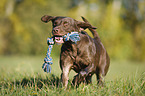 playing Labrador Retriever
