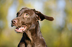Labrador Retriever Portrait