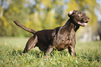 Labrador Retriever