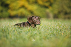Labrador Retriever Portrait