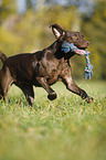 playing Labrador Retriever