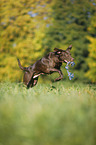 playing Labrador Retriever