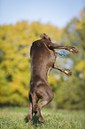 jumping Labrador Retriever