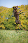 jumping Labrador Retriever