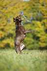 playing Labrador Retriever