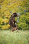 playing Labrador Retriever