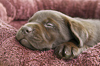Labrador Retriever Puppy