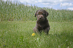 Labrador Retriever Puppy