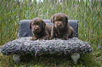 Labrador Retriever Puppies