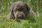 Labrador Retriever Puppy