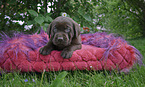Labrador Retriever Puppy