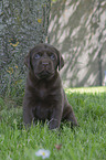 Labrador Retriever Puppy