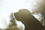 Labrador Retriever Portrait